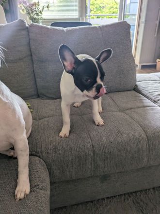 Französische Bulldogger zu verkaufen