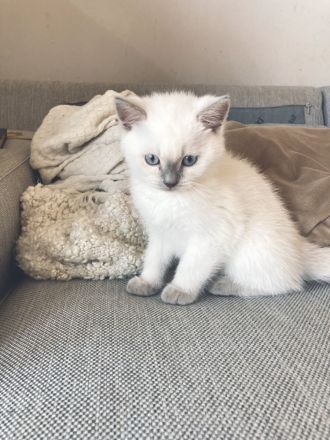 BKH / Russisch Blau Kitten