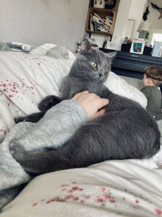 BKH / Russisch Blau Kitten