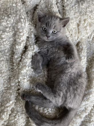 BKH / Russisch Blau Kitten