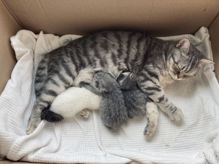 BKH / Russisch Blau Kitten