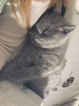 BKH / Russisch Blau Kitten