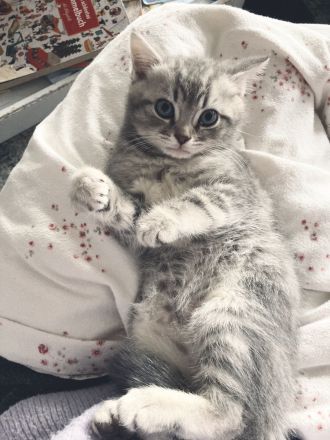 BKH / Russisch Blau Kitten