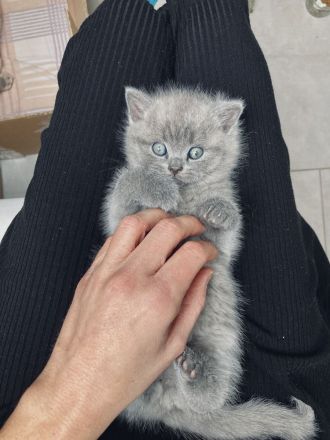 BKH / Russisch Blau Kitten
