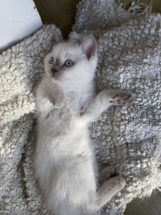 BKH / Russisch Blau Kitten