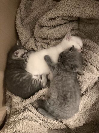 BKH / Russisch Blau Kitten