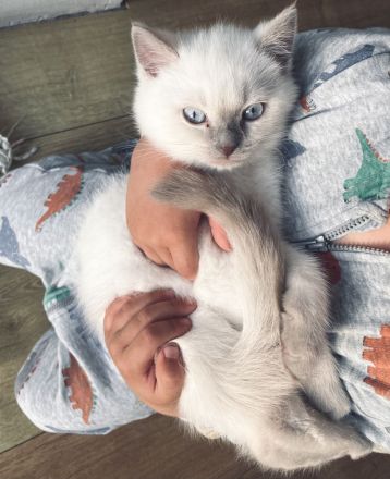 BKH / Russisch Blau Kitten