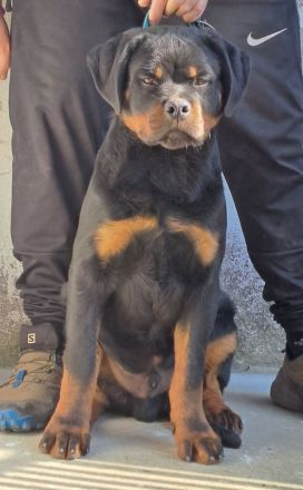 Rottweiler-Welpen