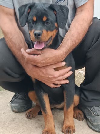 Rottweiler-Welpen