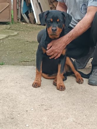 Rottweiler-Welpen