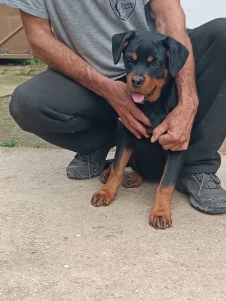 Rottweiler-Welpen