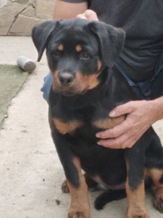 Rottweiler-Welpen