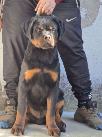 Rottweiler-Welpen