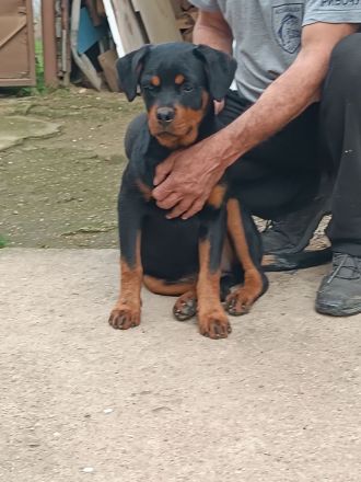 Rottweiler-Welpen