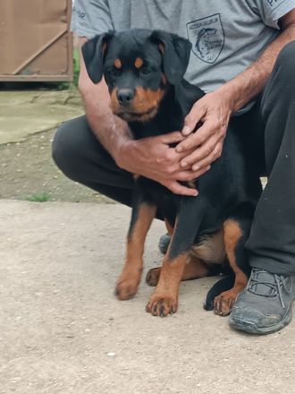 Rottweiler-Welpen