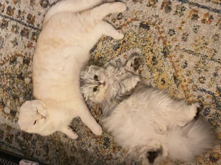 Britisch Kurzhaar/Langhaar Geschwister