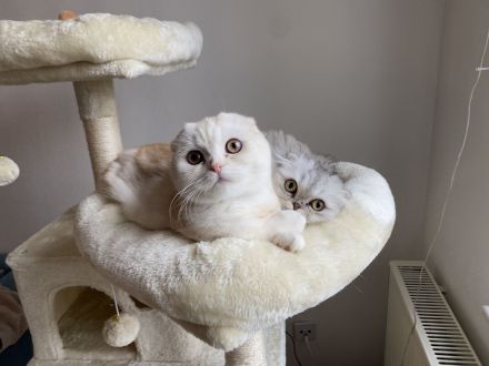 Britisch Kurzhaar/Langhaar Geschwister