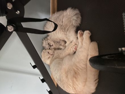 Britisch Kurzhaar/Langhaar Geschwister