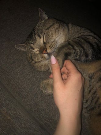 Süßer und Liebevoller Kater sucht neues Zuhause!