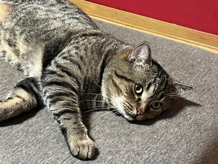 Süßer und Liebevoller Kater sucht neues Zuhause!