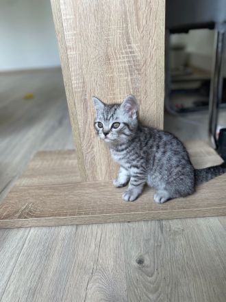Britisch Kurzhaar Kitten