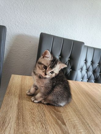 Britisch Kurzhaar Kitten