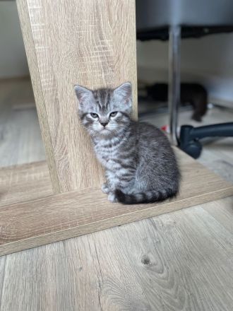 Britisch Kurzhaar Kitten