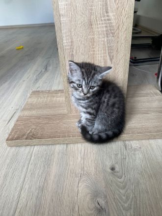 Britisch Kurzhaar Kitten