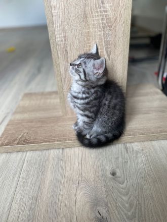 Britisch Kurzhaar Kitten