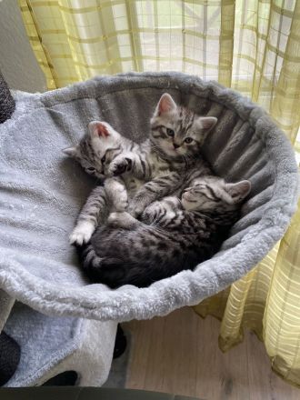 Britisch Kurzhaar Kitten