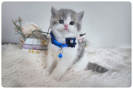 Reinrassige BKH BLH Kitten mit Stammbàume geimpft Gesundheitszeugnis handzahm