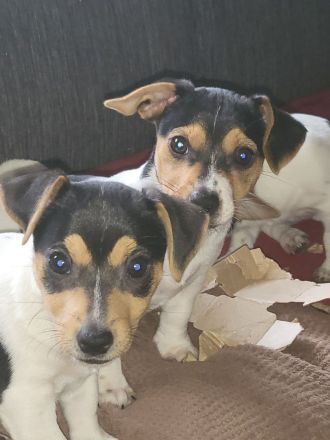 Jack Russel Mix Welpen