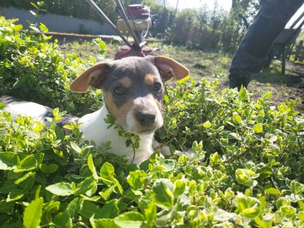Jack Russel Mix Welpen