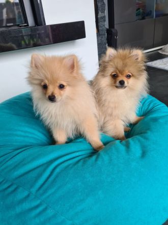 Pomeranian Zwergspitz