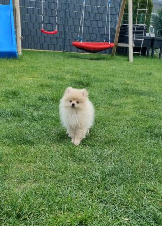 Pomeranian Zwergspitz