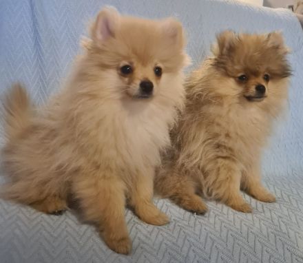 Pomeranian Zwergspitz