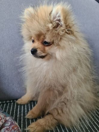 Pomeranian Zwergspitz