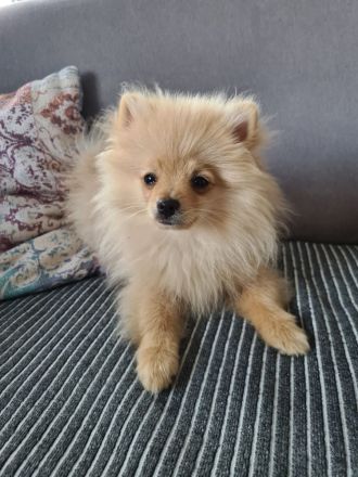 Pomeranian Zwergspitz