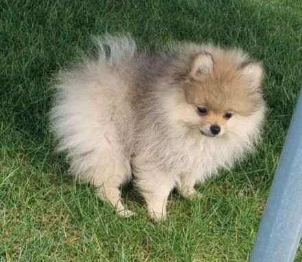 Pomeranian Zwergspitz