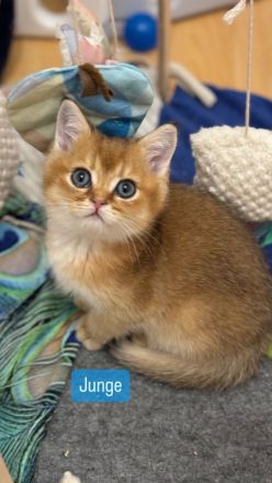 Bkh kitten Stammbaum