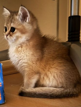 Bkh kitten Stammbaum