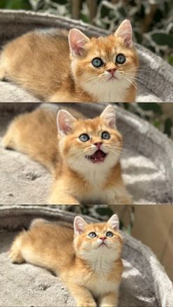 Bkh kitten Stammbaum