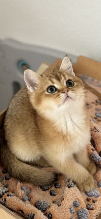 Bkh kitten Stammbaum