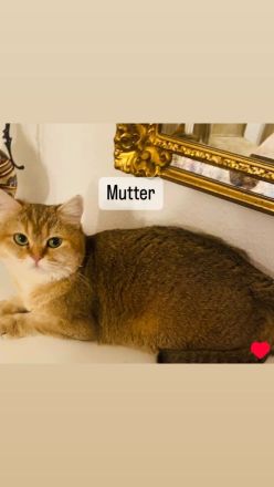 Bkh kitten Stammbaum