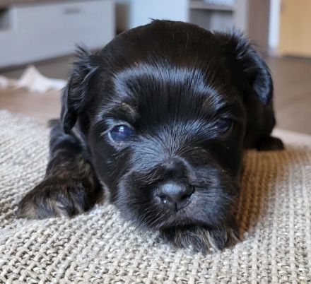 Bolonka Zwetna Welpe Hündin