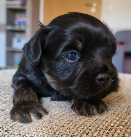 Bolonka Zwetna Welpe Hündin