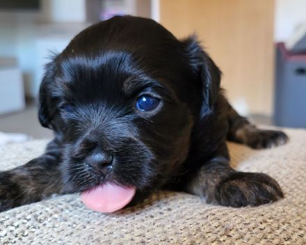 Bolonka Zwetna Welpe Hündin