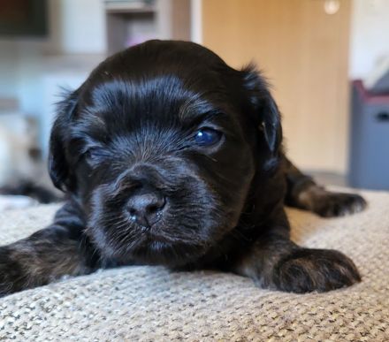 Bolonka Zwetna Welpe Hündin