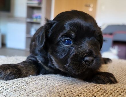 Bolonka Zwetna Welpe Hündin