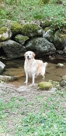 Golden Retrieverzucht Braun "vom Bühlertal"